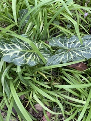 Arum italicum italicum