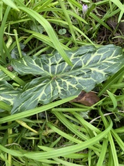 Arum italicum italicum