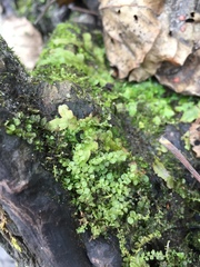 Plagiomnium ellipticum