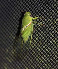 Glaucopsaltria viridis