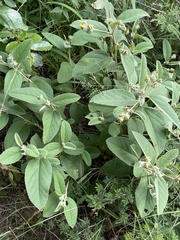 Melhania forbesii