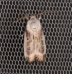 Cryptophasa albacosta