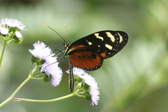 Mechanitis polymnia isthmia