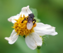 Tetragonilla collina