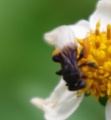 Tetragonilla collina