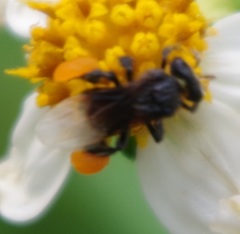 Tetragonilla collina