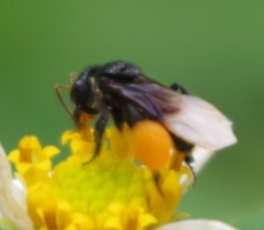 Tetragonilla collina