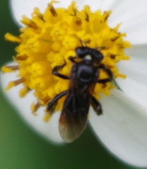 Tetragonilla collina