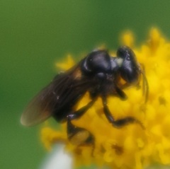 Tetragonilla collina