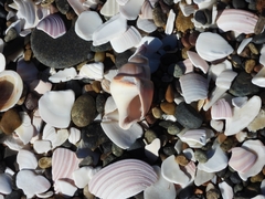 Buccinastrum deforme