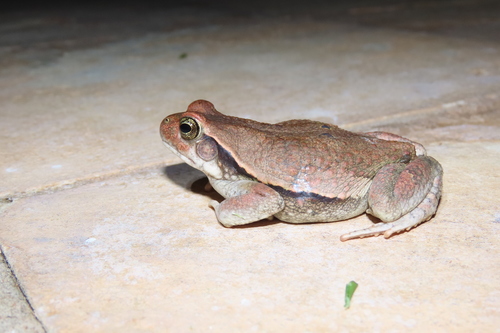 African Red Toad
