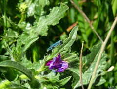 Phytoecia caerulescens