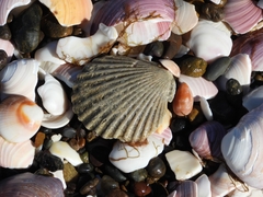 Aequipecten tehuelchus