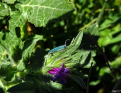 Phytoecia caerulescens
