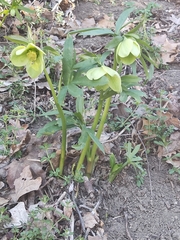 Helleborus viridis
