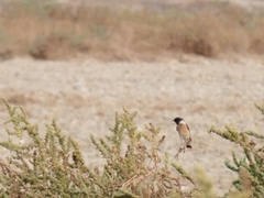 Saxicola maurus
