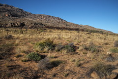 Leucadendron glaberrimum glaberrimum