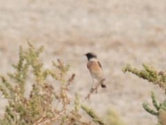 Saxicola maurus