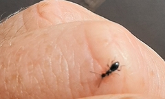 Anthelephila caerulea