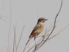 Saxicola maurus
