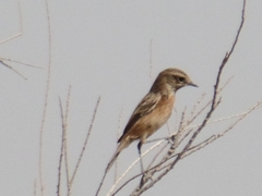 Saxicola maurus