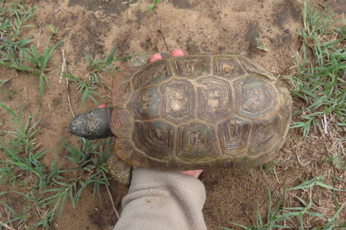 Speke's Hinge-back Tortoise