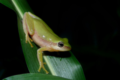 Hyperolius kivuensis