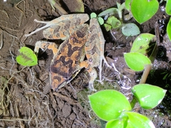 Pristimantis w-nigrum