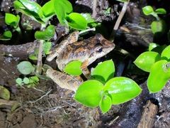 Pristimantis w-nigrum