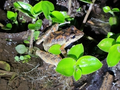 Pristimantis w-nigrum