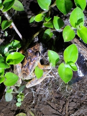 Pristimantis w-nigrum