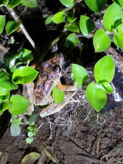 Pristimantis w-nigrum