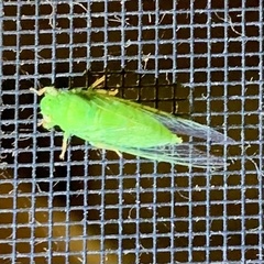 Guineapsaltria flava