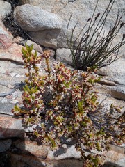 Erica navigatoris