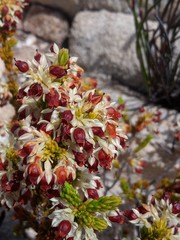 Erica navigatoris
