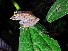 Pristimantis appendiculatus