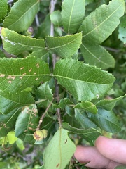 Alectryon subdentatus