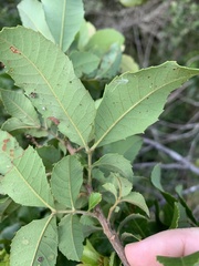 Alectryon subdentatus