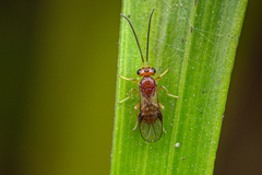 Braconidae