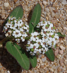Euphorbia bifida