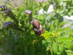 Utetheisa elata