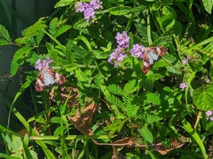 Utetheisa elata