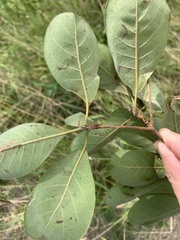 Terminalia porphyrocarpa