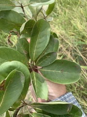 Terminalia porphyrocarpa