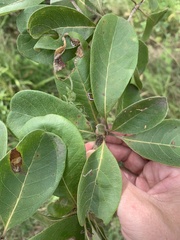 Terminalia porphyrocarpa
