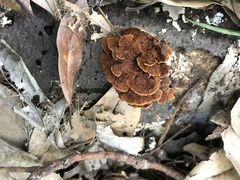 Hymenochaete cyclolamellata