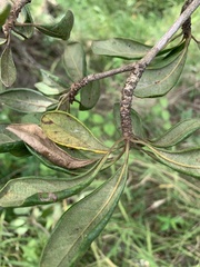 Terminalia porphyrocarpa