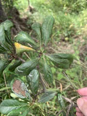 Terminalia porphyrocarpa