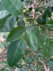 Glycosmis trifoliata