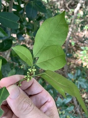 Glycosmis trifoliata
